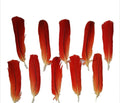 African Grey Parrot Feathers/Pluma de Loro Africano